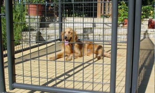 Central NY Farm Fence option - Dog Kennels & Fence